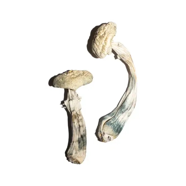 Albino A+ Dried Mushroom For Sale