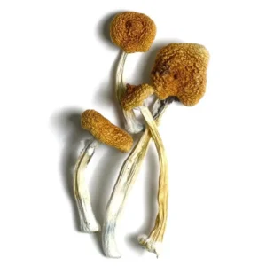 Buy B+ magic mushrooms online