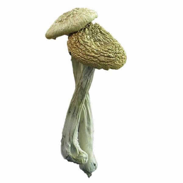 Psilocybe Azurescens Mushrooms for sale