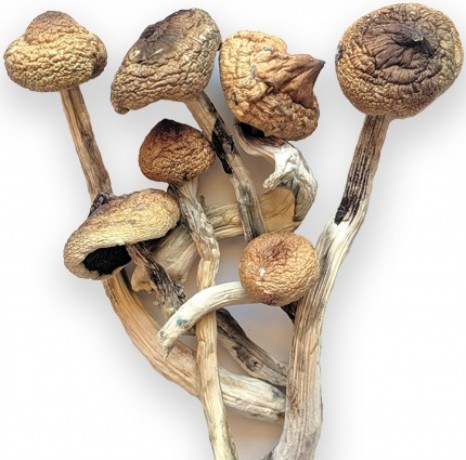 Ecuadorian Magic Mushrooms for sale Denver